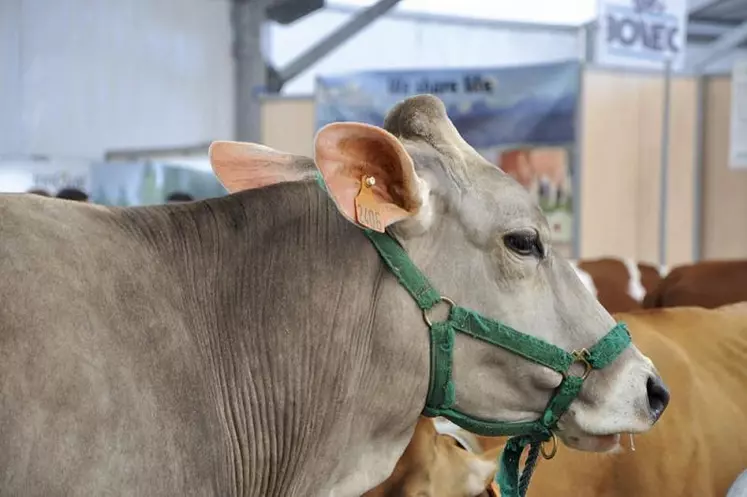 Le concours national brune se déroulera du 3 au 6 octobre lors du Sommet.