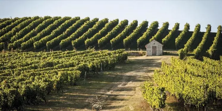 Petit vignoble du Massif central, le Saint-Pourçain compte quelque 600 hectares de vignes dont les trois quarts chez les membres de l'Union des vignerons de Saint-Pourçain.
