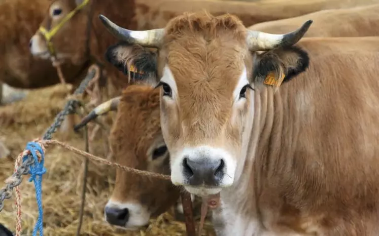 Après deux années perturbées par la crise de la Covid-19, la foire de Langogne renoue avec la foule des grands jours.