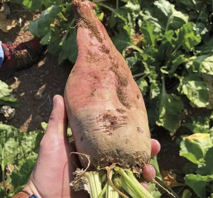 La période de semis des betteraves fourragères arrive, c’est donc le moment de faire le point sur cette culture.