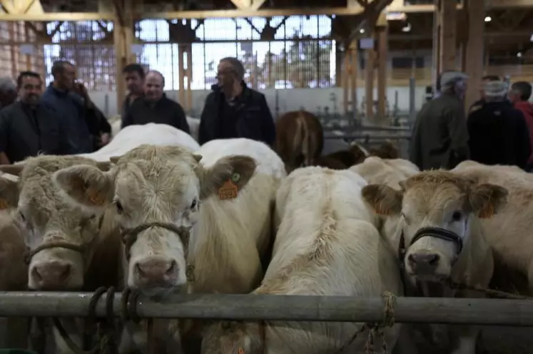 Un peu plus de 200 animaux étaient réunis, samedi dernier, à Aumont-Aubrac pour la 40e édition du concours du broutard et celui des agnelles.