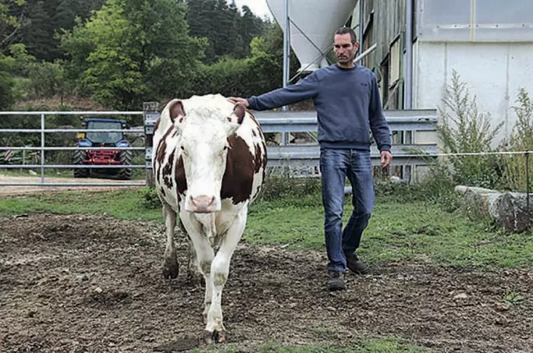 Dimanche prochain, Fabrice Perrier présentera une génisse, Manuelle et une vache, Ginette.