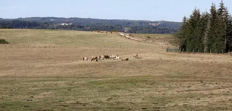 C'est avec stupeur que les agriculteurs de Lozère découvrent les bilans promulgués par l'État sur les pertes liées à la sécheresse 2022.