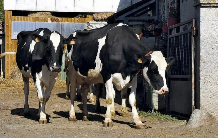 Le trophée Technilait a de nouveau récompensé les éleveurs laitiers dans les cinq races présentes sur le territoire : Prim'Holstein, Brunes, Montbéliardes, Abondance et Tarentaises, Simmental. Portrait cette semaine des lauréats en Prim'Holstein.