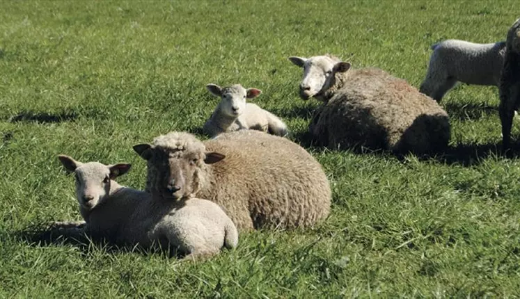 Le temps doux et humide favorise le mal blanc chez les jeunes agneaux.