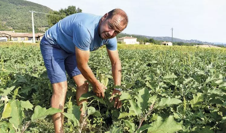 Alain Mounier, à Charmes-sur-Rhône, produits des légumes destinés à la « baby food ».