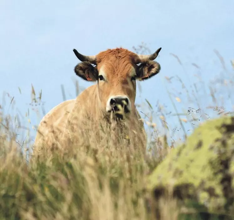 Si la stratégie nationale bas carbone (SNBC) a été élaborée par le ministère de la Transition écologique, son volet agricole a été traité par la rue de Varenne. Pilier de la réduction des émissions agricoles, les chiffres sur la baisse de l’élevage n’ont cependant jamais été dévoilés publiquement. Cette réduction suit de près les tendances déjà observées dans les élevages, mais pourrait bientôt se révéler insuffisante pour répondre à l’enjeu climatique.