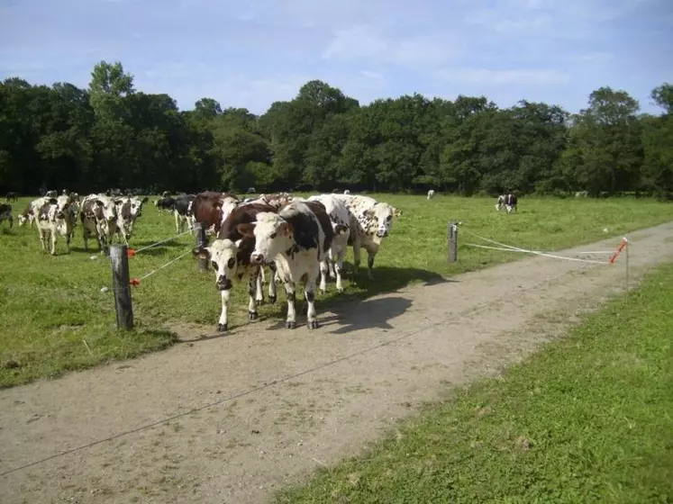 La coopérative Sodiaal, comme les autres acteurs bio du marché, se retrouve face à deux éléments conjoncturels majeurs : une collecte en hausse significative liée à une météo favorable, et des marchés, notamment export, en repli.