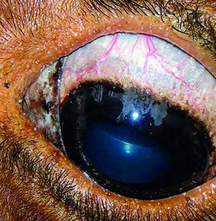 La maladie peut entrer dans une phase chronique caractérisée par la présence de kystes parasitaires notamment sous le derme et la sclère de l’animal.