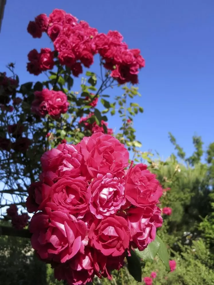 Pour un bon entretien des rosiers, mieux vaut supprimer les fleurs au fur et à mesure, juste sous la première feuille sous le pédoncule, pour le départ d’une nouvelle tige florale.