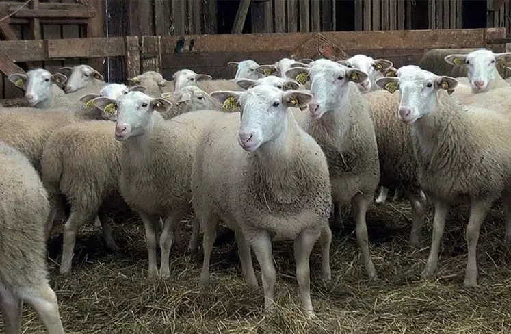 Six cent grammes de concentré par jour avec un foin de qualité moyenne.