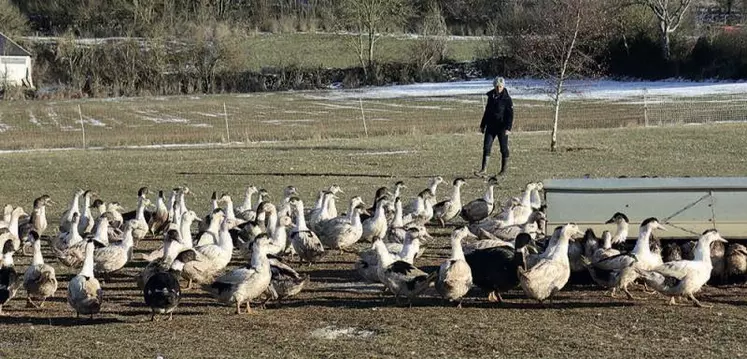 En moyenne, chaque année, Monique et Alain Vergély de la ferme du Caïrou de Carnac, sur la commune de Mas-Saint-Chély, élèvent 12 000 canards.