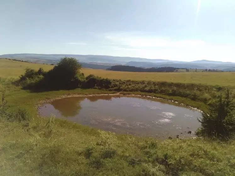 Les lavognes sont des oasis pour la biodiversité et des points d'eau pour toute la faune.