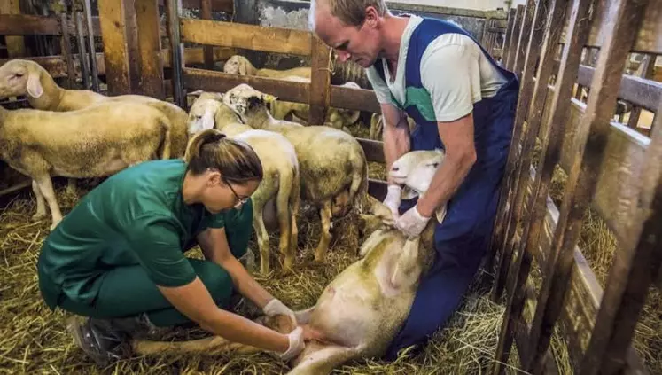 Sur les cinq dernières années, le nombre de vétérinaires déclarant une activité pour les animaux de rente est passé de 3 869 en 2016 à 3 155 en 2020, soit une diminution de 715 inscrits (- 18,5 %).