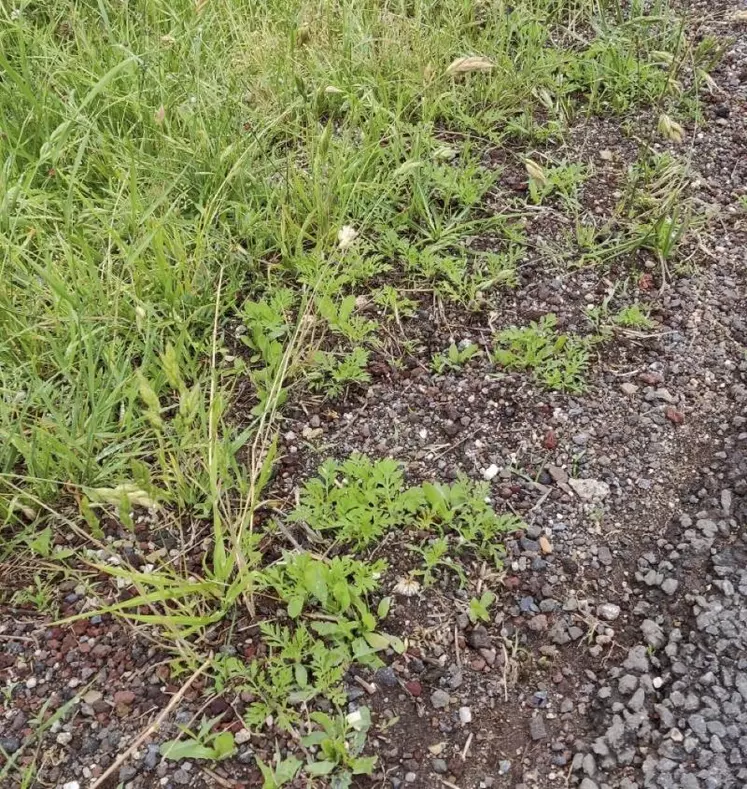 L’invasion tant redoutée s’installe désormais en Lozère où quelques pieds d’ambroisie ont été découverts dans la vallée du Tarn. Les rendements agricoles peuvent être fortement diminués par l’ambroisie, plante originaire d’Amérique du nord.