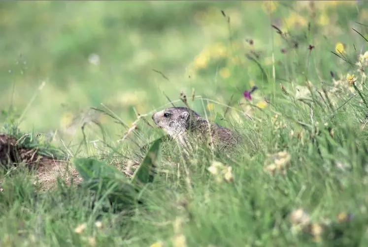 Réintroduite en 1989, la marmotte a étendu son aire de jeu sur tout le massif cantalien.