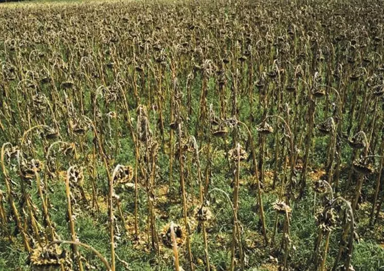 Face aux événements climatiques extrêmes, les outils assurantiels de la Pac sont trop faiblement dotés et les synergies entre les différentes mesures d'adaptation restent à démontrer, estime le département d'analyse du Parlement européen dans une étude qui sera présentée le 25 avril aux eurodéputés de la commission de l'Agriculture.