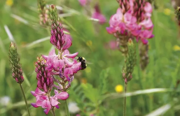 Annoncés pour décembre 2020, le plan pollinisateur et son volet réglementaire avaient été décalés à la demande du monde agricole. La version publiée six mois plus tard s'écarte de l'avis de l'Anses. Les organisations environnementales se préparent déjà pour les prochaines batailles.