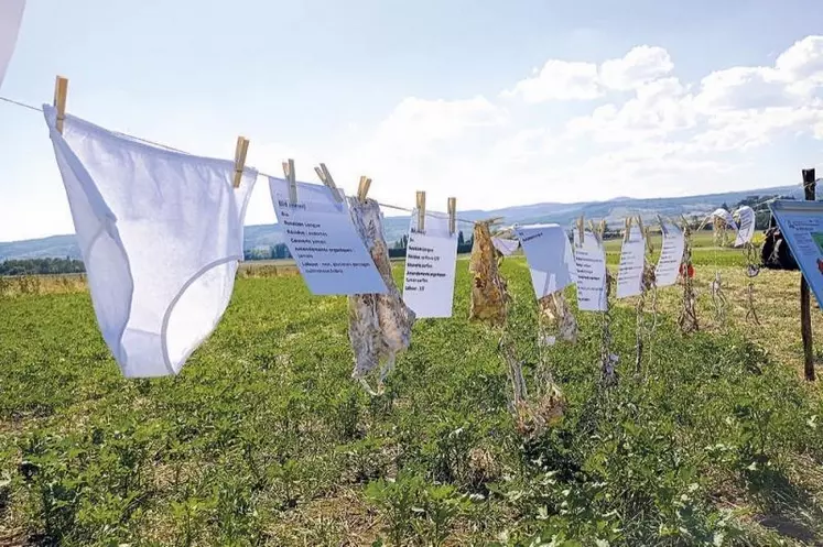 Enterrez votre slip pour connaître la vie cachée de votre sol.