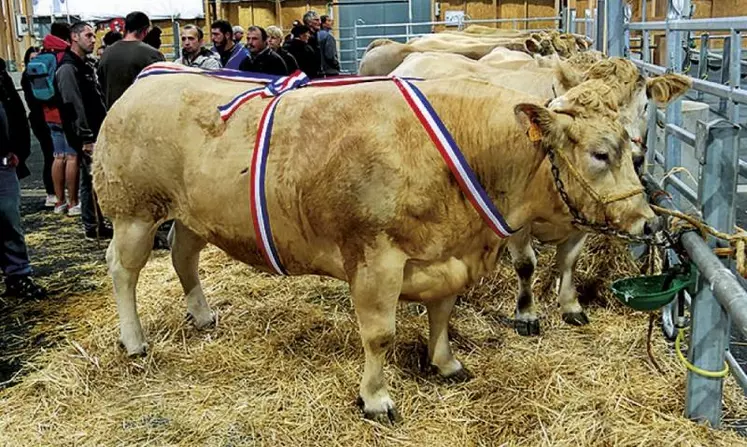 Avec une affluence moyenne, ce 43e concours à Aumont-Aubrac a été l'occasion pour les éleveurs bovins mais aussi ovins de mesurer la qualité de leur travail dans une ambiance conviviale et d'évoquer ensemble les enjeux de solidarité face aux prédations.