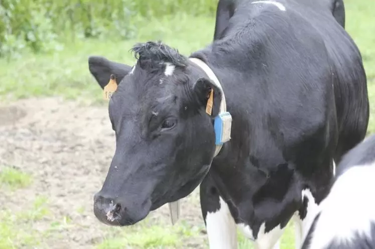 Prim'Holstein Aveyron organise sa traditionnelle journée technique départementale jeudi 24 novembre à Luc-la-Primaube. La quinzième édition sera consacrée à « l'autonomie fourragère et protéique : comment piloter son exploitation face à l'inflation ? »