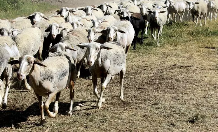 Cassandre Matras (FranceAgriMer), Marie Miquel et Vincent Bellet (Institut de l’élevage), et Lucile Guyard (CA Allier) ont présenté au Sommet de l’élevage une comparaison des coûts de production d’agneau à l’herbe en Irlande et dans le Massif central.