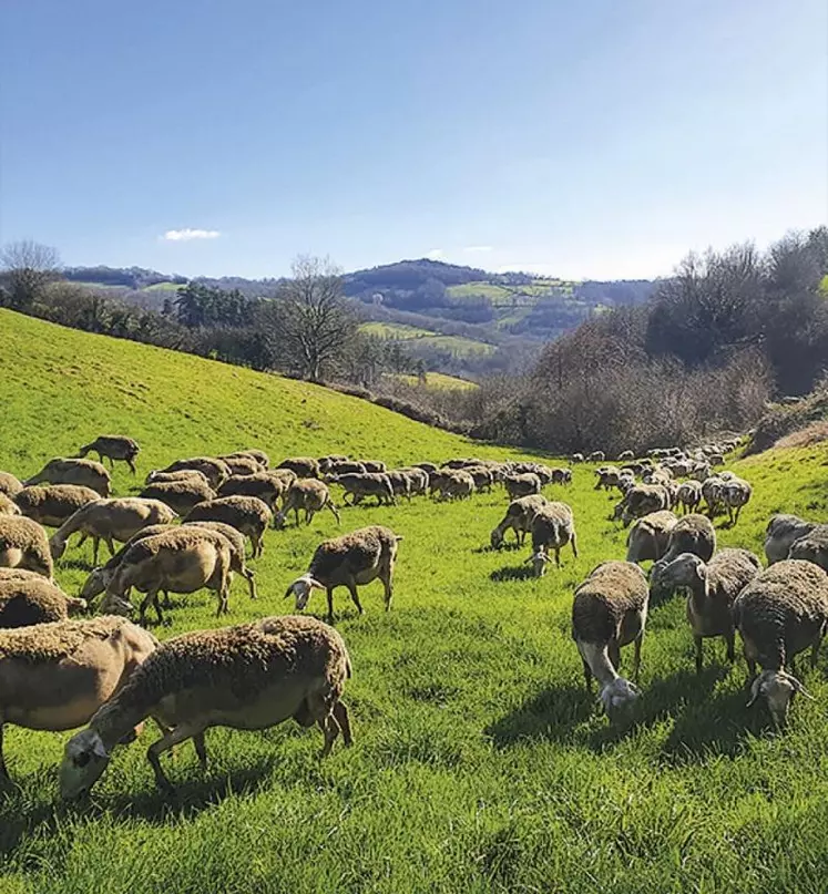 L’herbe est un des premiers leviers à actionner pour améliorer l’autonomie protéique des élevages de ruminants. Dès la fin de l’hiver, on peut profiter de ce fourrage abondant, équilibré et peu coûteux quand il est pâturé.