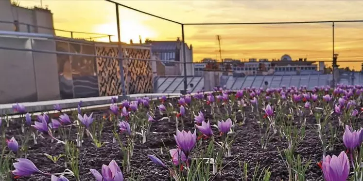 En septembre, une safranière a vu le jour sur les toits du centre commercial de la Part-Dieu à Lyon. Le crocus sativus (crocus à safran) s'adapte facilement à l'agriculture urbaine.