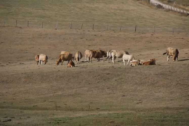 Dans un rapport rendu public le 17 juin, le CGAAER émet six recommandations pour réformer le régime des calamités agricoles en cas de sécheresses pour prairies. Commandé par la Rue de Varenne, ce rapport alimentera les réflexions du Varenne agricole ces deux prochaines semaines.