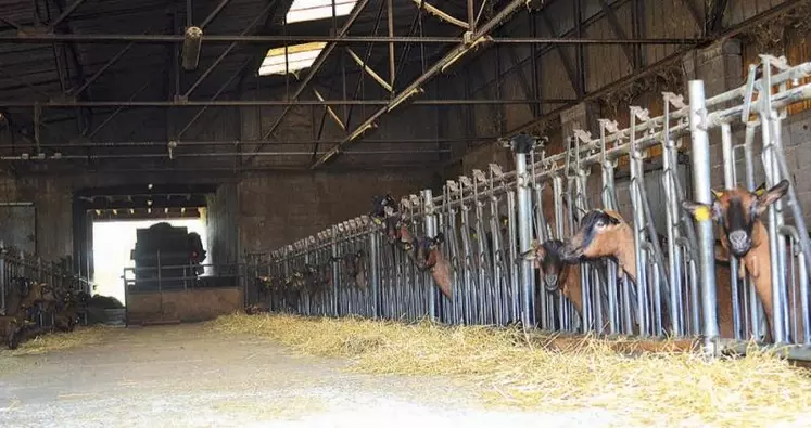 L’ancienne bergerie a été réaménagée par les éleveurs pour accueillir 175 chèvres en production laitière.