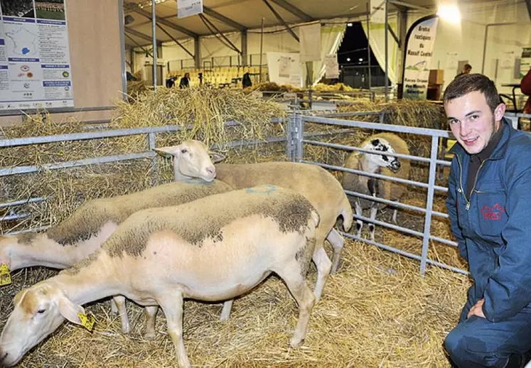 De bon matin, durant trois jours, les élèves des lycées agricoles de la région ont été au petit soin des brebis et autres agneaux du hall 5. Ici, Mathieu, scolarisé à Brioude-Bonnefont.