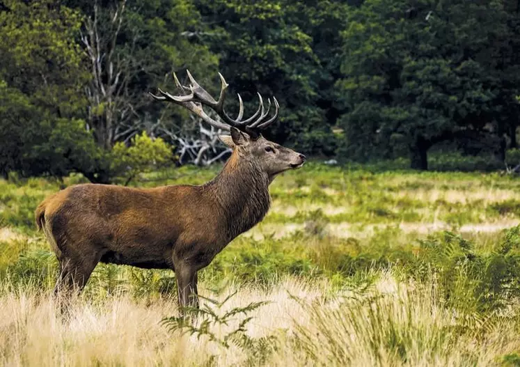 Samedi 2 et dimanche 3 octobre 2021, les fédérations départementales des chasseurs du Cantal et de Lozère ont organisé, sur le massif de la Truyère et de l’Aubrac, la 19e édition du comptage interdépartemental de cerfs.