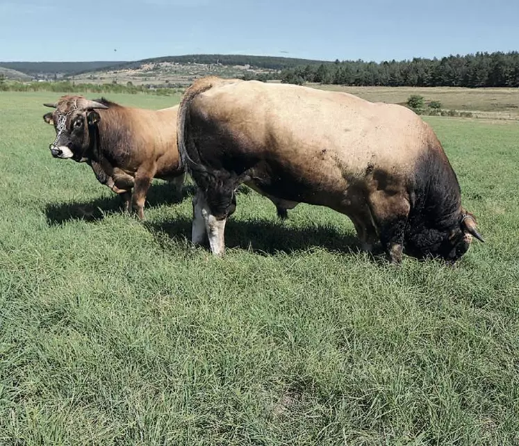 L’ICHN est une aide fondamentale pour le maintien de l’activité agricole dans les zones défavorisées.