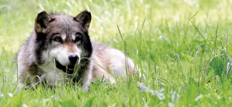 En déplacement dans les Pyrénées en marge du Tour de France, le président de la République a promis aux éleveurs la création d'une seconde brigade d'intervention contre le loup. Emmanuel Macron aurait même, selon la FNSEA, indiqué sa volonté de « faire évoluer le statut du loup ».