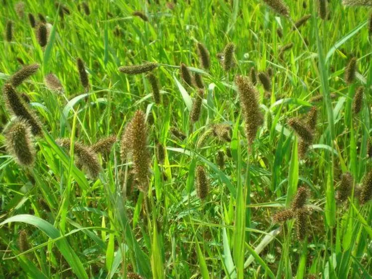 Le moha est une plante ancienne qui n'a pas été sélectionnée.