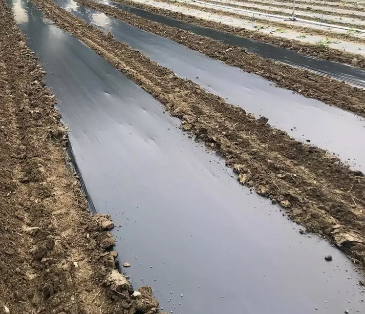 Ce nouveau film de paillage est testé sur 1 000 m².