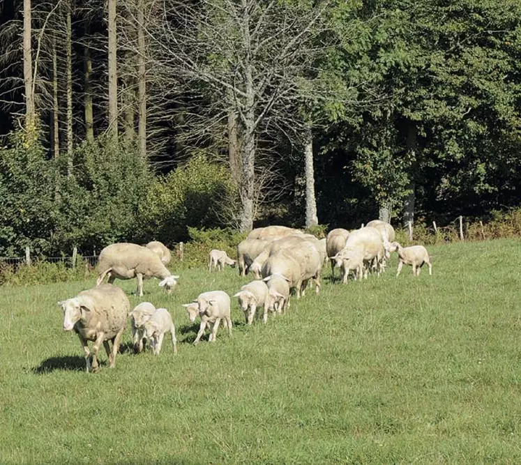 Le projet Écolagno vise à étudier l’incidence sur l’exploitation et l’acceptabilité par le consommateur d’une viande d’agneau produite selon des pratiques agroécologiques.