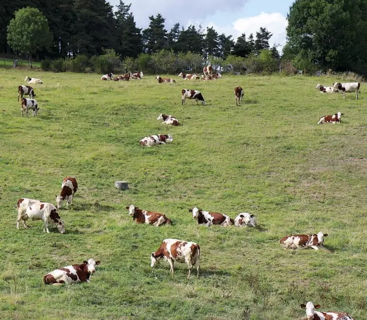 Le trophée Technilait a de nouveau récompensé les éleveurs laitiers dans les cinq races présentes sur le territoire : Prim’Holstein, Brunes, Montbéliardes, Abondance et Tarentaises, et Simmental. Portrait cette semaine des Montbéliardes.