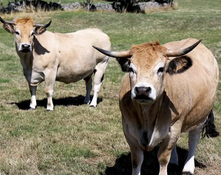 Mardi 17 janvier, le Cerfrance Occitanie a présenté les résultats prévisionnels 2022 des filières animales en région.