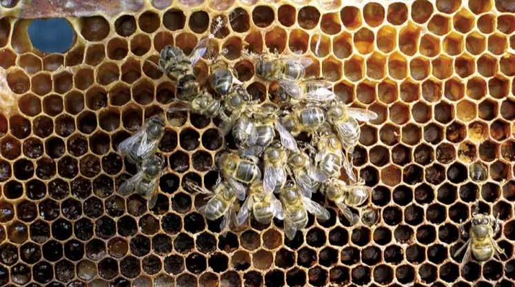 Dans la zone du mont Lozère, pour contrer ce prédateur qui fait des ravages dans les ruchers, la communauté de communes Cévennes-au-mont-Lozère a lancé une campagne de piégeage, en collaboration avec le GDSA 48, le syndicat apicole Lozère Terre de miels et le PNC.