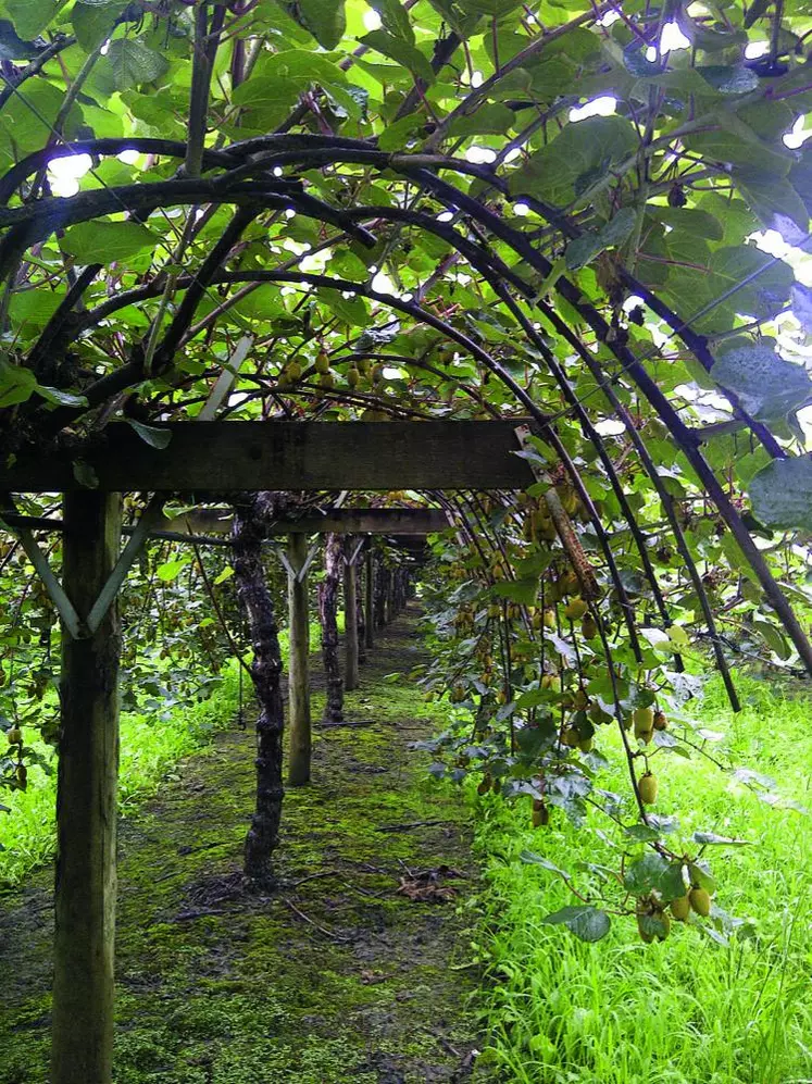 Fruit climactérique, c’est-à-dire dont la maturation se poursuit après la récolte, le kiwi doit être cueilli avant maturité.