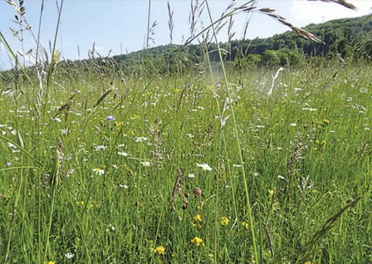 Les béals font partie des ouvrages conçus par l’homme pour s’adapter aux conditions difficiles et permettre le développement de l’activité agricole.