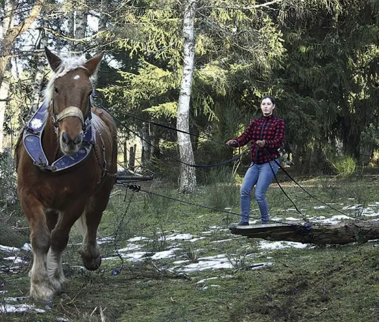 Là où passe Atila le trait Comtois, l’herbe ne repousse pas…