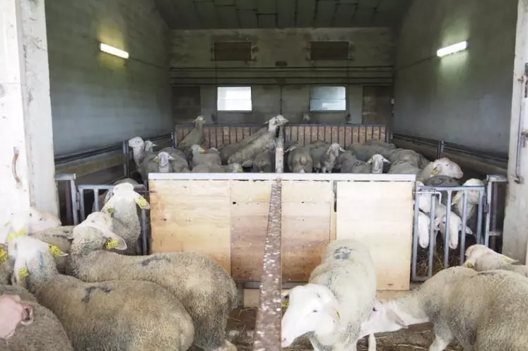 Les béliers présentés à la vente sont répartis en quatre box suivant leur souche.