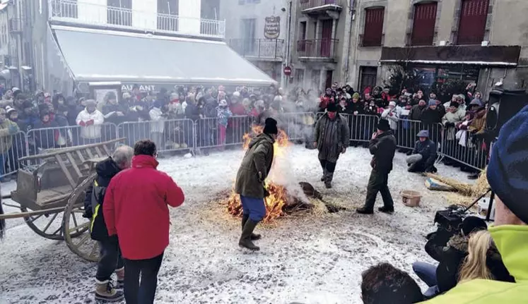 Le cochon est préparé, lavé et découpé devant les milliers de visiteurs de la cité de Besse.