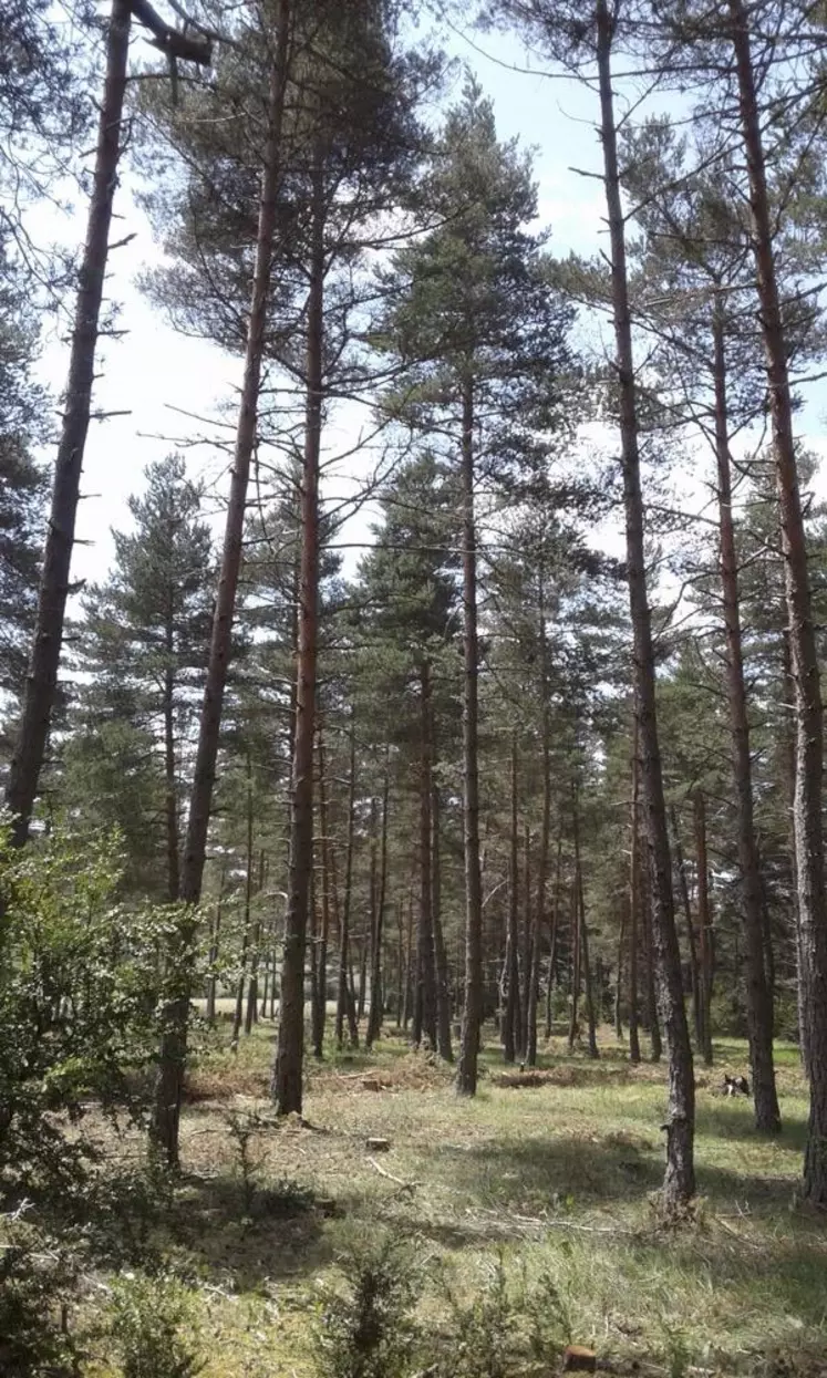 Le résultat d’une forêt de pins sur le Causse après une éclaircie.