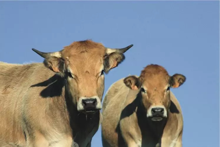 Le gouvernement a publié, les 30 et 31 octobre, les trois premiers décrets relatifs à la loi Égalim 2, visant à protéger la rémunération des agriculteurs. Ils entrent en application juste à temps pour les négociations commerciales annuelles en cours entre industriels et distributeurs.