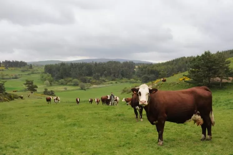 Les vaches Abondance de Daniel et Christian Pic.