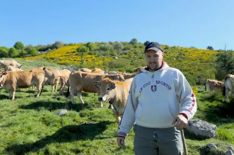 Julien Lapierre et ses Aubrac.