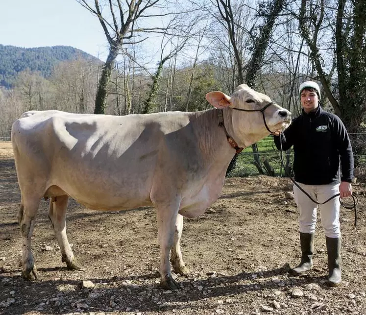 Le Gaec des Rivières, habitué des concours, présente son plus récent associé et cinq brunes aux miss laitières, le 9 avril à Aumont-Aubrac.